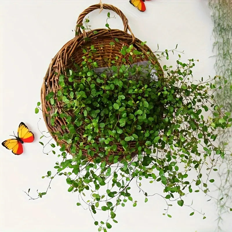 Storage Basket #800047